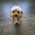 Leo - @leo_furrypup - Instagram