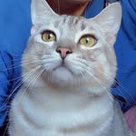 LEO - @leo_furrytales - Instagram