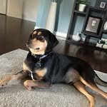 Leo Sanders - @leo_furreal - Instagram