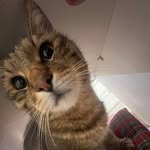 Leo Siberian Tissy - @leo_furrisofico - Instagram