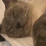 Leo The Cat - @leo_furry_prints - Instagram