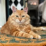 Leo the DogCat - @leofurrr - Instagram