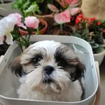 LeoLeo Anish - @leo_furrytails - Instagram