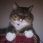 toughhh guy - @leo_furrrr - Instagram