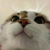 Leo_gans - @leo_gans66 - TikTok