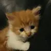 Ethan.leo.ganster - @ethan.leo.ganster - TikTok