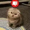 ганстер - @leo.ganster - TikTok