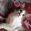 Leo - @leoganster00 - TikTok