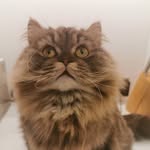 Leo - @leo.gat - Instagram