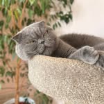 Leo - @leo_gatofeliz - Instagram
