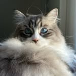 𝓛𝓮𝓸 - @leo_gatto_magico - Instagram