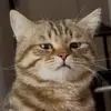leogatit - @leogatit - TikTok