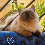 𝐋𝐄𝐎𝐙𝐈𝐍𝐇𝐎 - @leogatoblogueiro - Instagram