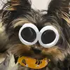 Léo Gingras - @lo.gingras - TikTok