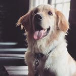 @__leogolden__ - Instagram