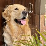 Golden Leo - @_leo_golden_retriever_27 - Instagram