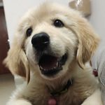 Leo - The Golden Gujju - @leogoldengujju - Instagram