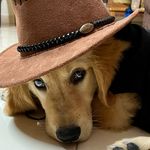 Leo - The Golden Tales - @leo_golden_tales - Instagram