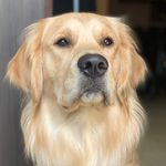 LEO || Golden Retriever 🦮 - @golden_boyleo - Instagram