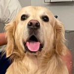 Leo - @_leo_golden_ - Instagram
