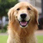 LEO GOLDEN - @leo_golden2016 - Instagram