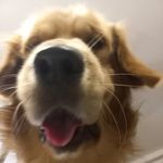 Leo| Golden retriever - @_golden_leo__ - Instagram