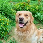 leo golden retriever - @leo_cute_boy__ - Instagram