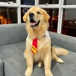 Leo Golden Retriever + 75k Tiktok 🔥 - @leo_thegoldenmate - Instagram