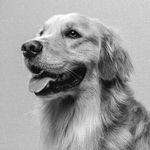 leo.dogwalker.tehran - @leo.golden_dog - Instagram