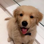 LEO🐶 - @leo_golden_ - Instagram