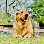 Leo - @leo_golden_life__ - Instagram