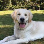 Leo - @leogolden__ - Instagram