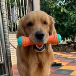 Leo - @leogolden_official - Instagram