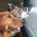 Fender, Leo, Grady, and Esme - @the.ownby.dogs - Instagram