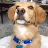 Leo Hadley - @hi.i.leo - TikTok