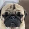 Leo - @leo.hancock - TikTok