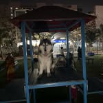 Leo - @leo_handsomehusky - Instagram