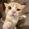 .leohenderson - @.leohenderson - TikTok