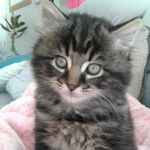 Bear leo Henson - @fat.cat.bear - Instagram