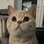 Leo 🐈 - @leo_thelionhewitt - Instagram