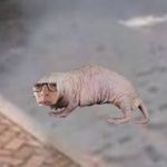 Leo Hickman - @lhicc_pkmn - Instagram