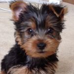 Louie Leo Hinton - @louietheyorkie___ - Instagram