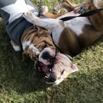 Dozer & Leo Hogan - @dozerleobulldogs - Instagram