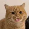 Leo - @leoholguin88 - TikTok