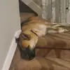 Leo Holmes - @leo.holmes48 - TikTok