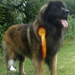 @leonberger.kolonie.holstein - Instagram