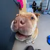 Leo Howell - @leo.howell3 - TikTok