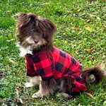 Leo - @leo.hucklebeary.bearington - Instagram