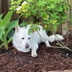 Leo Hwang - @leothejindo - Instagram