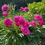 Leonz Kammer - Facebook